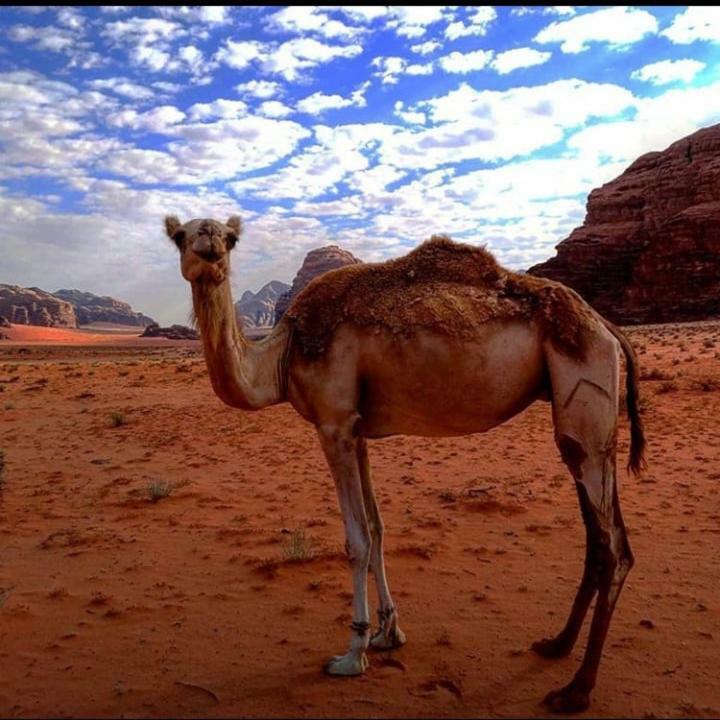 Wadi Rum Local Guide Camp Zewnętrze zdjęcie